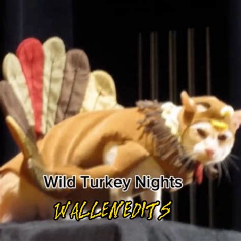 wild turkey nights song